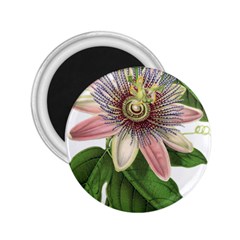 Passion Flower Flower Plant Blossom 2 25  Magnets by Sapixe