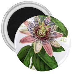 Passion Flower Flower Plant Blossom 3  Magnets by Sapixe