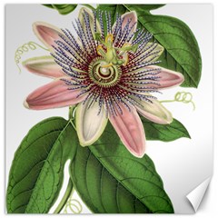 Passion Flower Flower Plant Blossom Canvas 20  X 20   by Sapixe