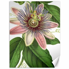 Passion Flower Flower Plant Blossom Canvas 36  X 48   by Sapixe