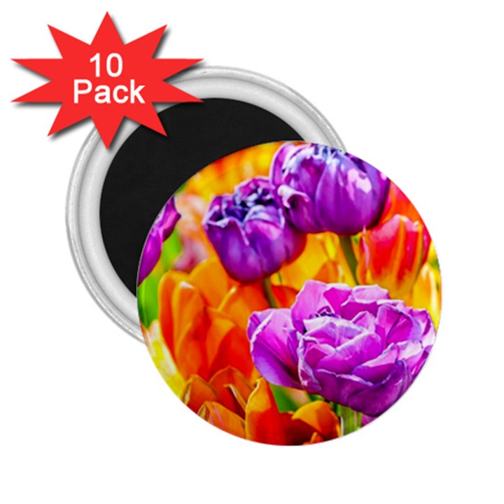 Tulip Flowers 2.25  Magnets (10 pack) 