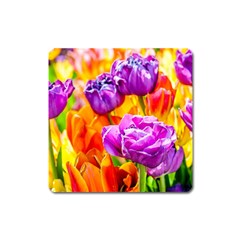 Tulip Flowers Square Magnet by FunnyCow