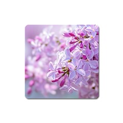 Pink Lilac Flowers Square Magnet by FunnyCow