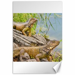 Iguanas At Shore Of River In Guayaqui, Ecuador Canvas 12  X 18   by dflcprints