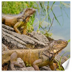 Iguanas At Shore Of River In Guayaqui, Ecuador Canvas 16  X 16   by dflcprints