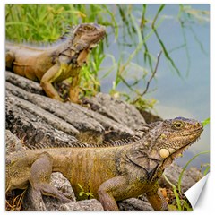 Iguanas At Shore Of River In Guayaqui, Ecuador Canvas 20  X 20   by dflcprints