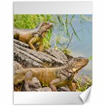 Iguanas At Shore Of River In Guayaqui, Ecuador Canvas 18  x 24   17.8 x23.08  Canvas - 1