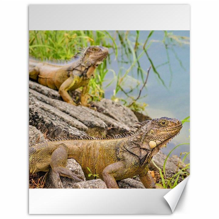 Iguanas At Shore Of River In Guayaqui, Ecuador Canvas 18  x 24  