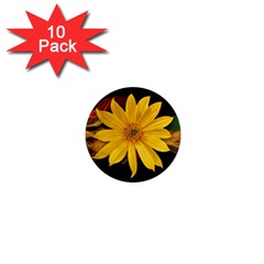 Sun Flower Blossom Bloom Particles 1  Mini Magnet (10 Pack)  by Nexatart