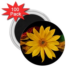 Sun Flower Blossom Bloom Particles 2 25  Magnets (100 Pack)  by Nexatart