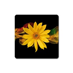 Sun Flower Blossom Bloom Particles Square Magnet by Nexatart