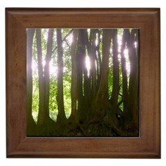 Tree of Trees Framed Tiles