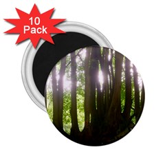 Tree of Trees 2.25  Magnets (10 pack) 