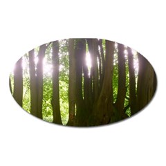 Tree of Trees Oval Magnet