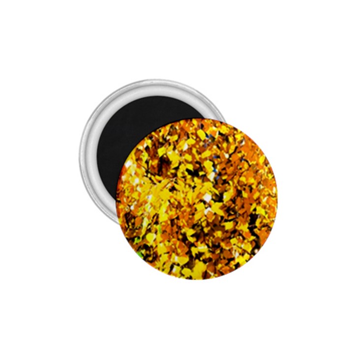 Birch Tree Yellow Leaves 1.75  Magnets