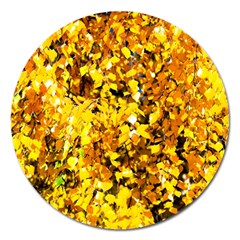 Birch Tree Yellow Leaves Magnet 5  (round) by FunnyCow