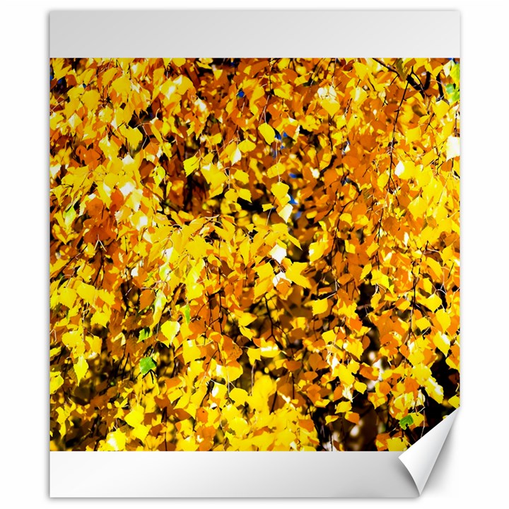 Birch Tree Yellow Leaves Canvas 8  x 10 