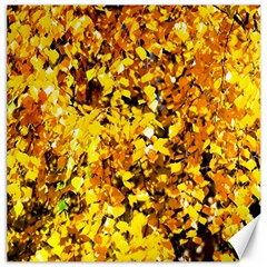 Birch Tree Yellow Leaves Canvas 20  X 20   by FunnyCow