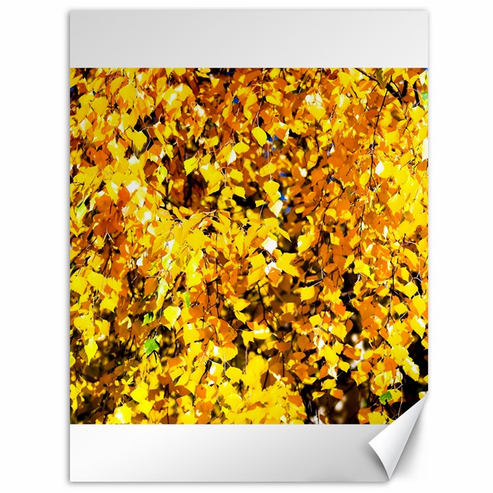 Birch Tree Yellow Leaves Canvas 36  x 48  