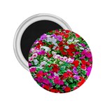 Colorful Petunia Flowers 2.25  Magnets Front