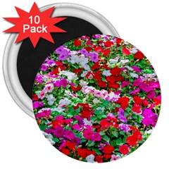 Colorful Petunia Flowers 3  Magnets (10 Pack)  by FunnyCow