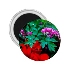 Bleeding Heart Flowers 2 25  Magnets by FunnyCow