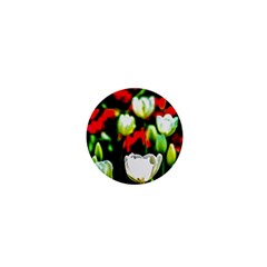 White And Red Sunlit Tulips 1  Mini Magnets by FunnyCow