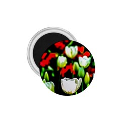 White And Red Sunlit Tulips 1 75  Magnets by FunnyCow