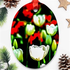 White And Red Sunlit Tulips Ornament (oval) by FunnyCow