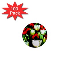 White And Red Sunlit Tulips 1  Mini Magnets (100 Pack)  by FunnyCow