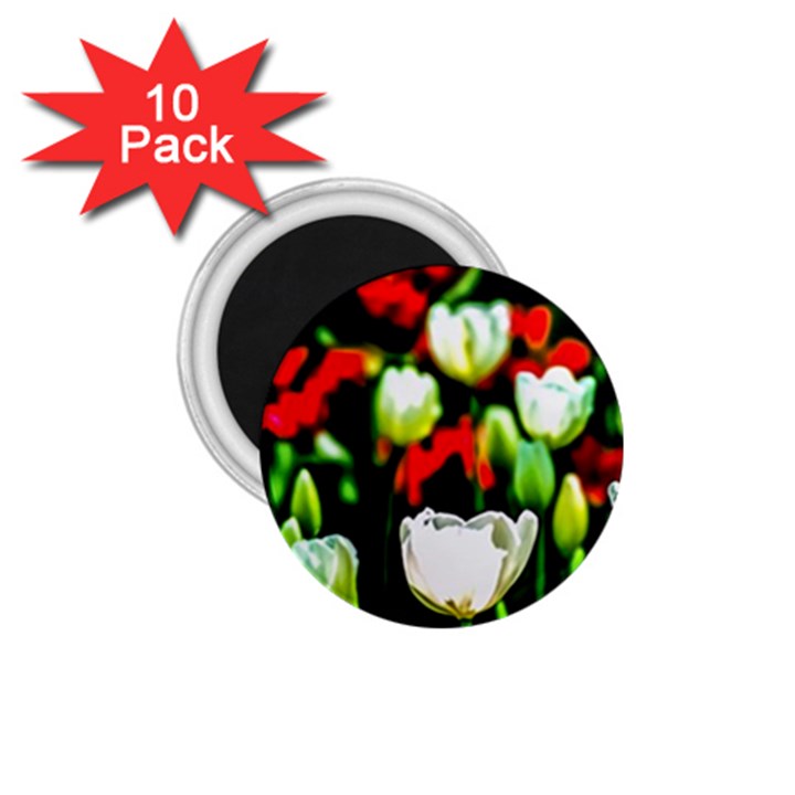 White And Red Sunlit Tulips 1.75  Magnets (10 pack) 