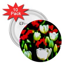 White And Red Sunlit Tulips 2 25  Buttons (10 Pack)  by FunnyCow