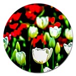 White And Red Sunlit Tulips Magnet 5  (Round) Front