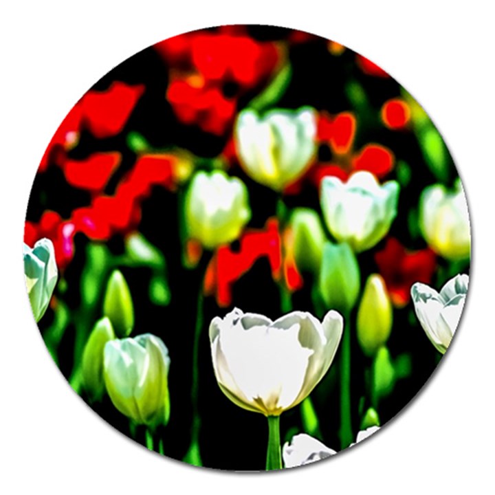 White And Red Sunlit Tulips Magnet 5  (Round)