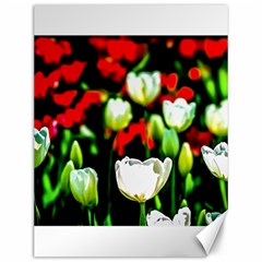 White And Red Sunlit Tulips Canvas 12  X 16   by FunnyCow