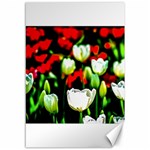 White And Red Sunlit Tulips Canvas 12  x 18   11.88 x17.36  Canvas - 1