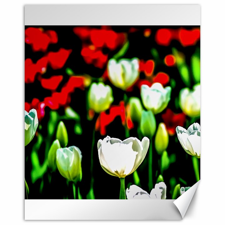 White And Red Sunlit Tulips Canvas 16  x 20  