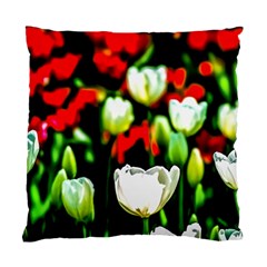 White And Red Sunlit Tulips Standard Cushion Case (two Sides) by FunnyCow