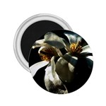 Two White Magnolia Flowers 2.25  Magnets Front