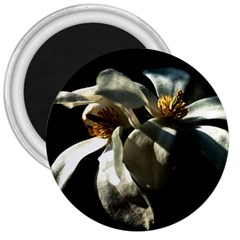 Two White Magnolia Flowers 3  Magnets by FunnyCow