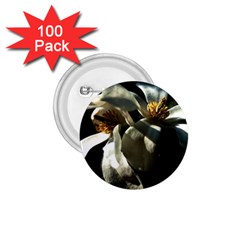 Two White Magnolia Flowers 1 75  Buttons (100 Pack)  by FunnyCow