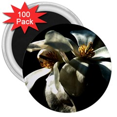 Two White Magnolia Flowers 3  Magnets (100 Pack) by FunnyCow