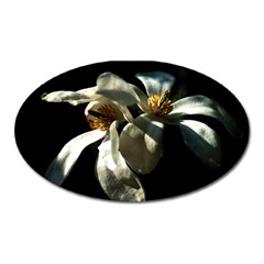 Two White Magnolia Flowers Oval Magnet by FunnyCow