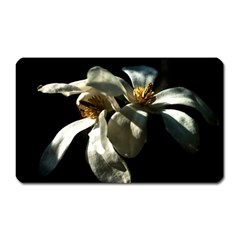 Two White Magnolia Flowers Magnet (rectangular) by FunnyCow