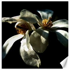 Two White Magnolia Flowers Canvas 20  X 20   by FunnyCow