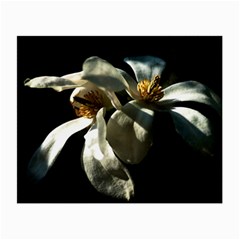 Two White Magnolia Flowers Small Glasses Cloth (2-side) by FunnyCow