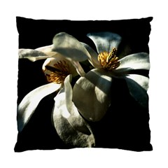 Two White Magnolia Flowers Standard Cushion Case (one Side) by FunnyCow