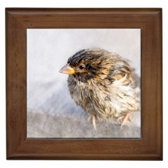 Funny Wet Sparrow Bird Framed Tiles by FunnyCow