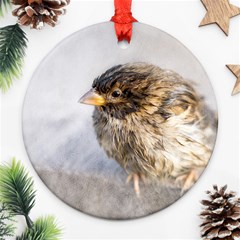 Funny Wet Sparrow Bird Ornament (round) by FunnyCow