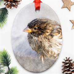 Funny Wet Sparrow Bird Ornament (oval) by FunnyCow